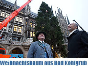 Christbaum 2013 für den Münchner Christkindlmarkt auf dem Marienplatz kommt aus Bad Kohlgrub - die Fichte traf am 12.11.2013 ein (©Foto: Martin Schmitz)